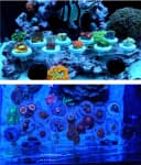 Magnetic Acrylic Coral Frag Rack with N52 Magnets
