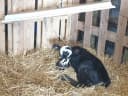 Safe Heater for Chicks — Coops