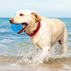 3.5” Squeaky Dog Toy Balls (6 Colors) Puppy Chew Toys for Teething — collection imagery