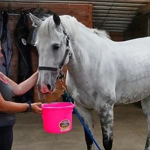 Plastic Hook Over Feeder | Mountable Livestock and Pet Feed Bucket | Horse Feed Bucket | Made in USA | 15 Quarts — Plastic Buckets