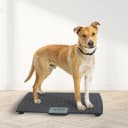 Precision Digital Pet Scale for Large Animals with Non-Skid Mat