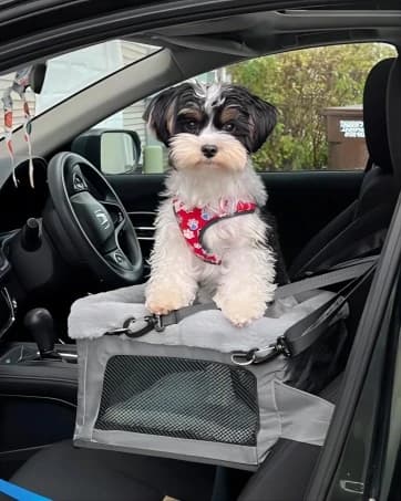 Deluxe Dog Booster Seat with Sturdy Metal Frame and Safety Leash for Small Pets up to 20 lbs - Portable Puppy β collection imagery