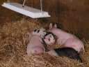 Safe Heater for Chicks — Coops