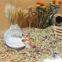 Hamster Bath Sand — 7.7lb Dust Free Desert Sand or Potty Litter Sand for Hamster Chinchillas Gerbil Syrian Mice