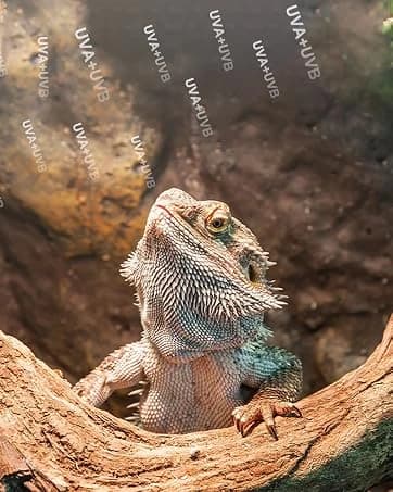 150W Ceramic Heat Emitter — Reptile Heat Bulbs — collection imagery