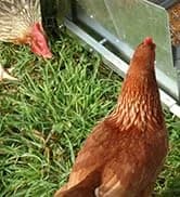 Grandpas Feeders Automatic Chicken Feeder - 20 lbs No Waste Poultry Feeder — collection imagery