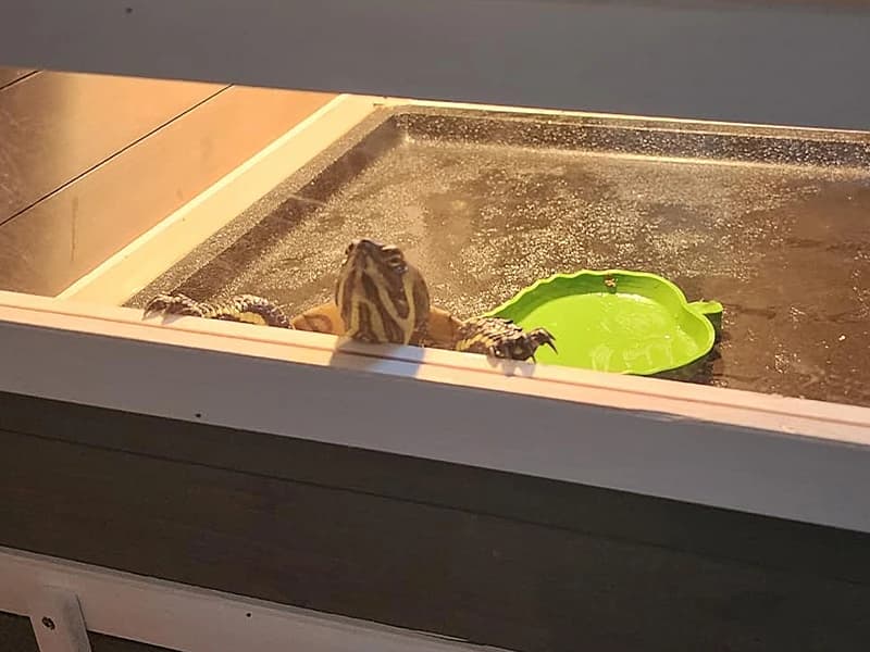 39" L Large Tortoise Enclosure — Voice of the Customer