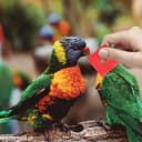 Bird Toys: 100 Pcs Wooden Blocks