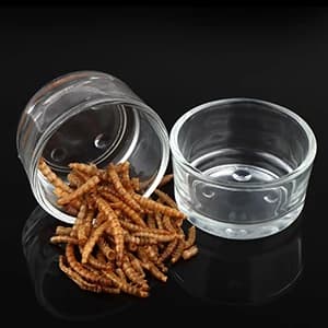 4 Pcs Glass Reptile Feeding Bowl Food Water Dish Feeder Cup for Lizard Spider Corn Snake Centipede Scorpion — collection imagery