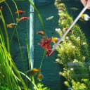 2PCS 10.6" Stainless Steel Aquarium and Reptile Feeding Tweezers