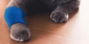 Pet Wrap — Self-Adhesive — product details