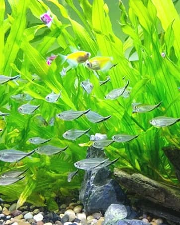 Aquarium Air Pump — Quiet Adjustable Fish Tank Air Pump — collection imagery
