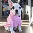 Soft Dog Hoodies for Small Dogs