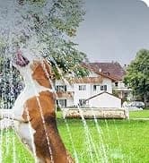 Dog Pool for Large Dogs — Foldable Hard Plastic — collection imagery