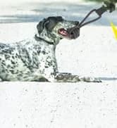 Dog Treat Pouch — Portable Puppy Dog Training Treat Bag — collection imagery