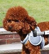 Dog Wheelchair for Back Legs — Adjustable Mobility Cart for Dog — collection imagery