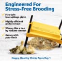 Ecoglow Safety 600 Chick or Duckling Brooder