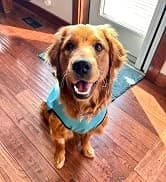 Dog Surgery Recovery Suit — Male Female After Spay Neuter Onesie — collection imagery