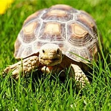 Bearded Dragon Tank Accessories — Reptile Terrarium Liner Substrate for Leopard Gecko — Universal Application