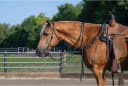 unisex adult Straight Browband Headstall — Black