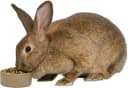 Stoneware Ceramic Pet Bowl — Brown