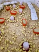 Safe Heater for Chicks — Coops