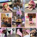 Soft Dog Hoodies for Small Dogs
