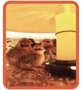Cozy Coop Chicken Coop Heater — collection imagery