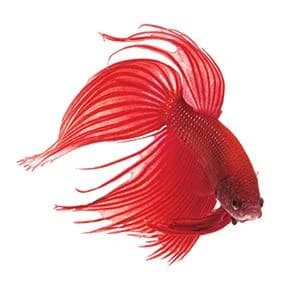 TAP WATER CONDITIONER Aquarium Water Conditioner 16-Ounce Bottle — It’s Smart To Be Proactive!