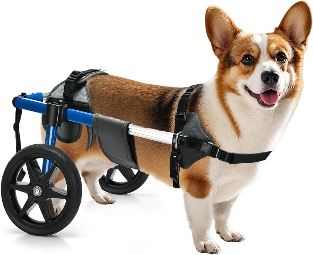 Dog Wheelchair for Back Legs – Adjustable Dog Wheelchair