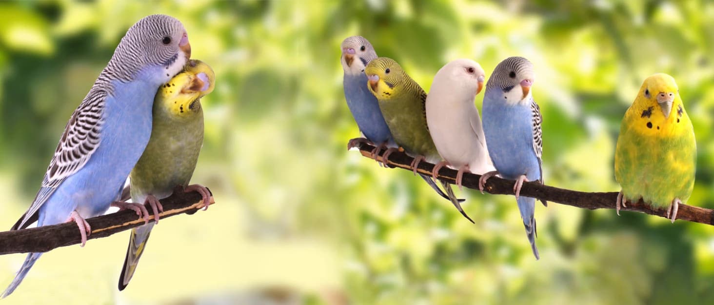 Parakeet Nesting Box — Wood Bird Nest House for Cage — collection imagery