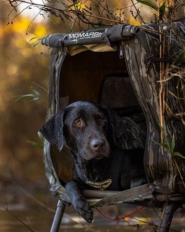 Final Stand Dog Adjustable Training Platform and Storage Panel | Hunting Stand | Elevated Pet System for Place — collection imagery