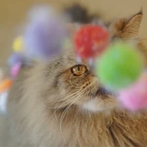 20PCS — 1.5INCH Extra Large Cat's Favorite Chase Glitter Ball Toy — collection imagery