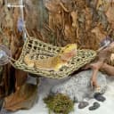 Bearded Dragon Seagrass Hammock