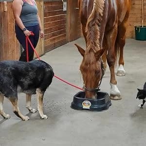 Plastic Hook Over Feeder | Mountable Livestock and Pet Feed Bucket | Horse Feed Bucket | Made in USA | 15 Quarts — Plastic Pans