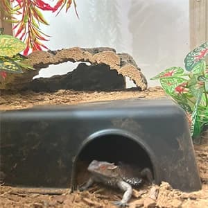 Reptile Hide Box — Snake and Gecko Hide — Ideal Hideaway for Reptile