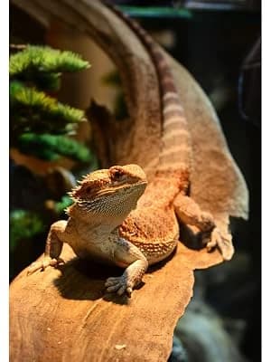 Terrarium Cleaner — Reptile Cleaner for Glass — Focused on a healthy habitat