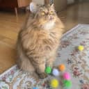 20PCS — 1.5INCH Extra Large Cat's Favorite Chase Glitter Ball Toy