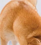 Gravity Pet Water Bowl — 16oz Anti-Splash Crate Dispenser — collection imagery