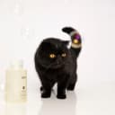 Fur Bébé Pet Shampoo - Mercer Street Scent (16 Fl oz)