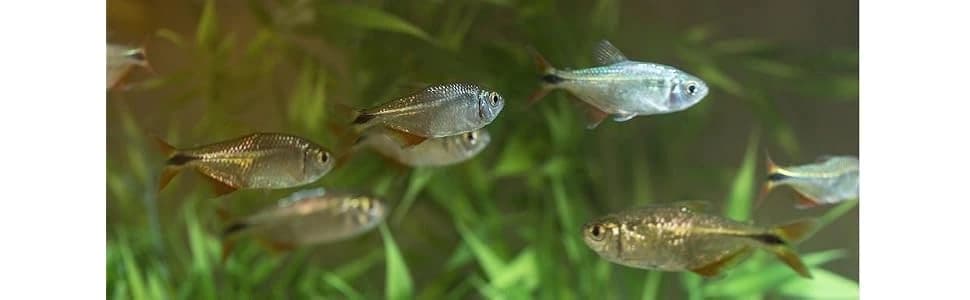 AquaSafe Plus Water Conditioner and Dechlorinator for Aquarium — collection imagery