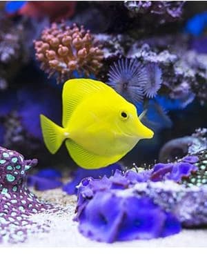 ClassicLED Marine Saltwater Aquarium Light — ClassicLED Marine LED