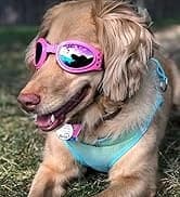 Dog Sunglasses Dog Goggles for Medium and Large Breed Dogs Eye Protection — collection imagery