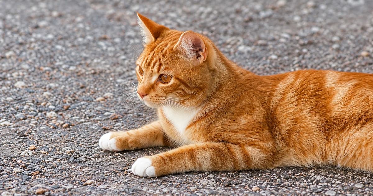 Photo-based edited illustration of an orange-and-white cat lying on gritty ground