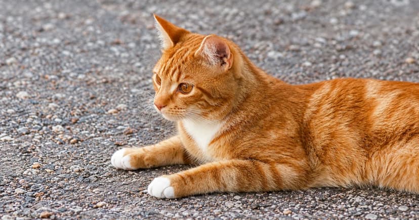 Photo-based edited illustration of an orange-and-white cat lying on gritty ground