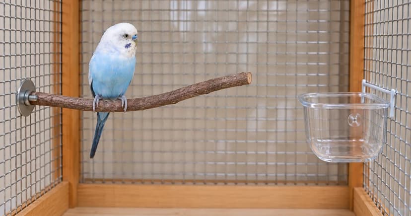 A budgerigar stands on a left-side branch while an empty clear cup sits farther right in a reconstructed cage section.