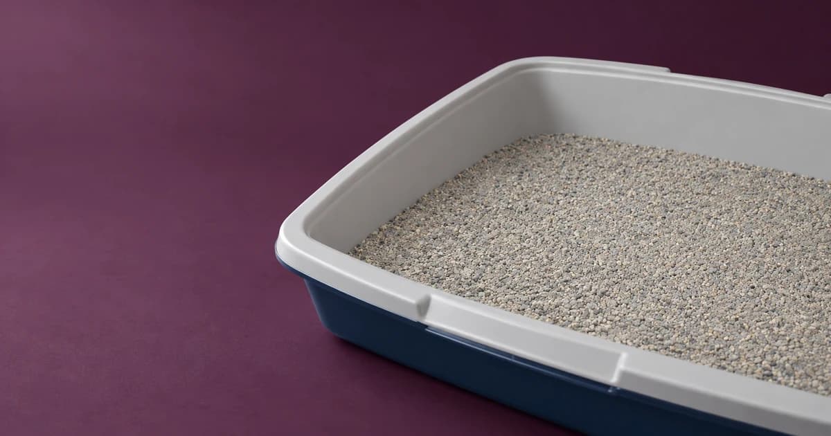 A grey-rimmed blue litter pan with a granular surface against a muted plum background.