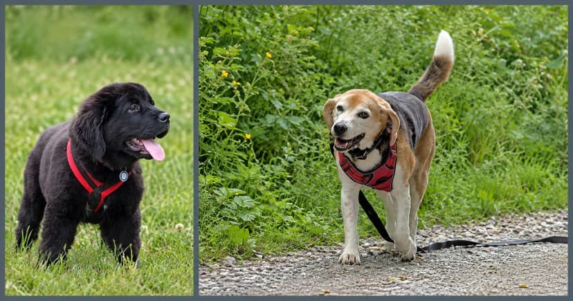 Separate views of a black puppy on grass and a beagle on a path.