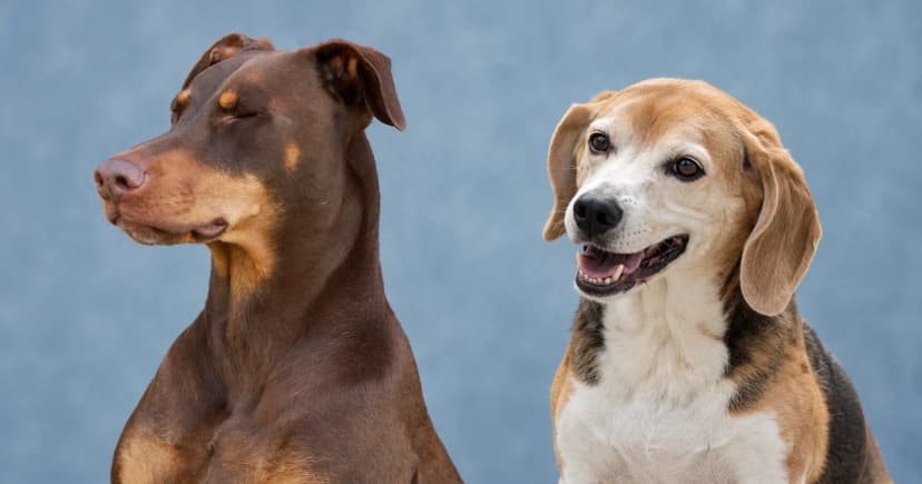 Separate views of a brown Doberman and a beagle against a muted blue-gray background.