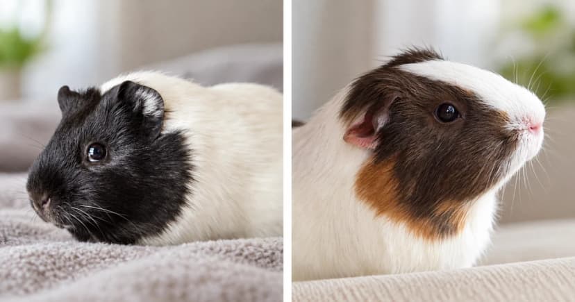 Separate portraits of a black-and-white guinea pig and a brown-and-white guinea pig, divided by a pale gutter.